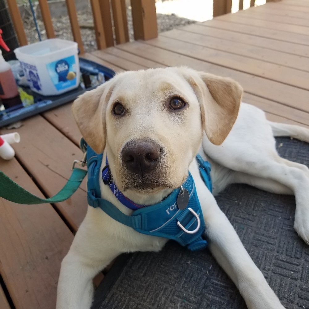 Meet your Posher, Grace